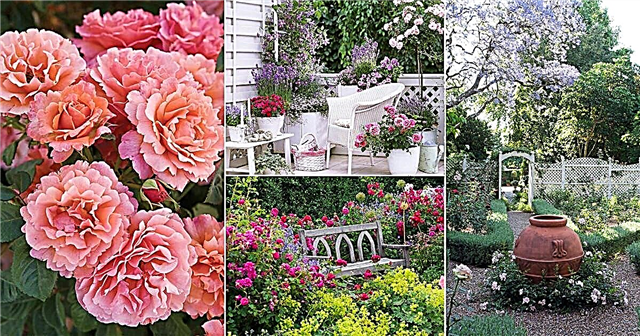 11 άρθρα που σας διδάσκουν πώς να δημιουργήσετε έναν κήπο με τριανταφυλλιές