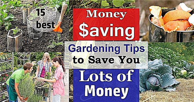 15 nasvetov o varčevanju z denarjem | Načini prihranka denarja na vrtu