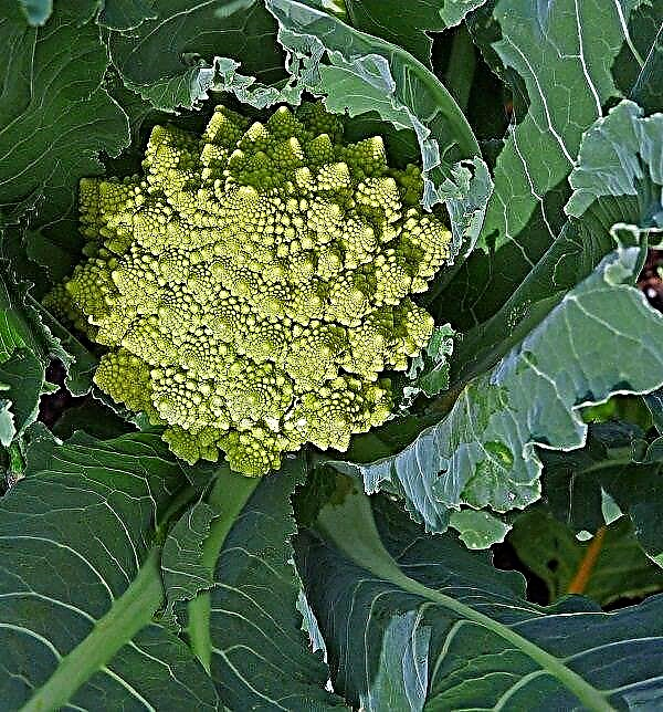 Växande romansk broccoli | Hur man odlar Romanesco