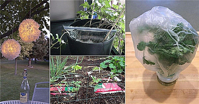 11 usos DIY de sacolas plásticas no jardim que são práticos e baratos