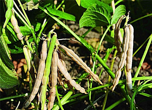 小豆を育てる方法|成長する小豆