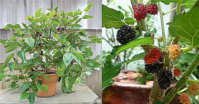 Menumbuhkan Mulberry dalam Wadah | Cara Menumbuhkan Pohon Mulberry dalam Pot