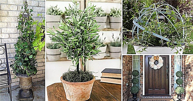 12 DIY Container Topiary-ideeën om uw huis te verfraaien