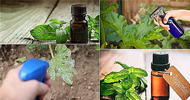 6 Penggunaan Minyak Peppermint yang Luar Biasa Di Taman