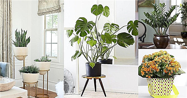 19 najlepších izbových rastlín s nízkou údržbou