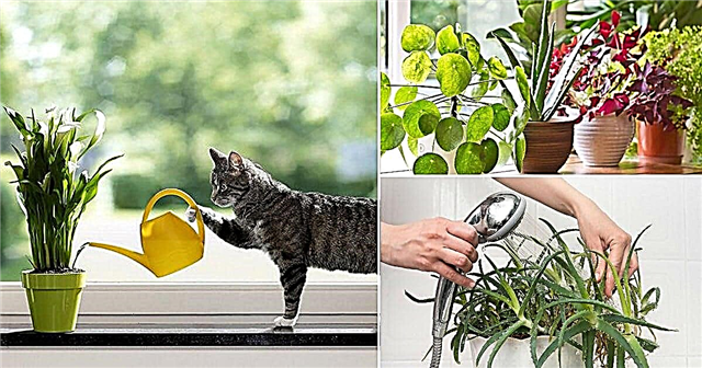 Как поливать растения + 5 ошибок при поливе, которые вы делаете