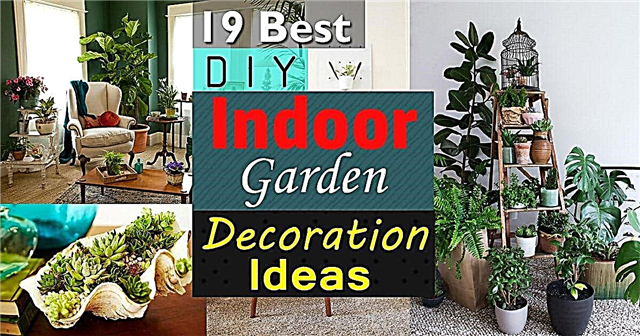 19 ý tưởng trang trí vườn trong nhà tự làm hay nhất