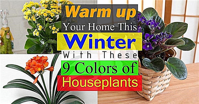 Hangatkan Kediaman Anda INI CEPAT DENGAN 9 Warna Tumbuhan Rumah Ini