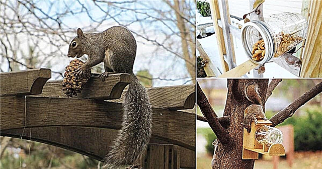 9 pomysłów na podajnik wiewiórki do ogrodu
