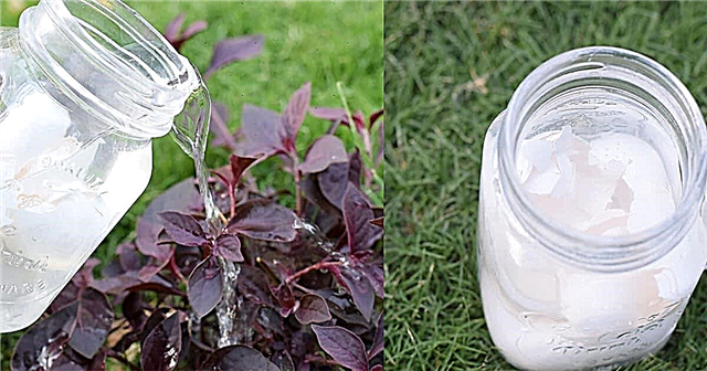 ¡Terapia mágica de té de cáscara de huevo para plantas que realmente funciona! ¡Probado!