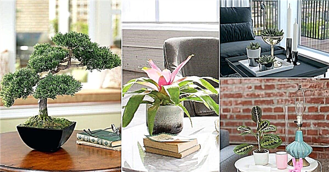 21 melhores plantas de mesa de centro para cultivar dentro de casa