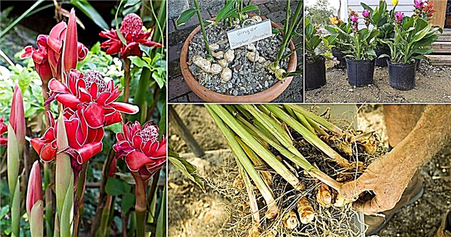 18 видов имбирных растений | Лучшие сорта имбиря