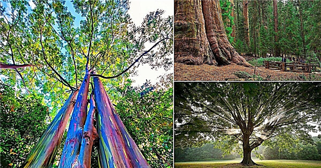18 ciekawostek o drzewach, których nigdy nie znałeś
