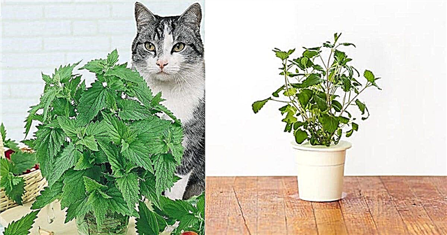 A til Z for voksende katteknips indendørs | Catnip Plant Care