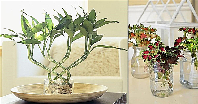 16 fantastiske innendørs planter som vokser i vann