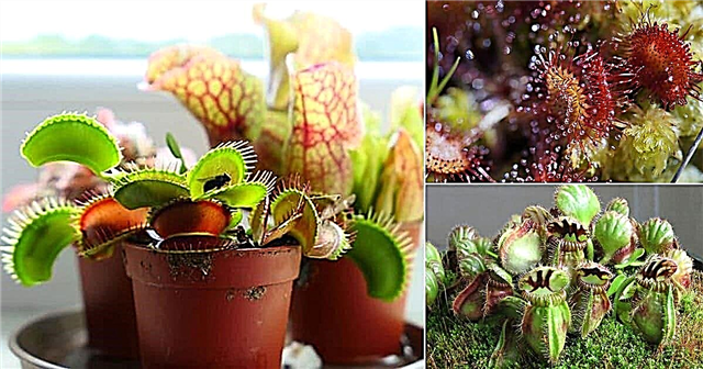초보자를위한 7 가지 실내 식충 식물 | 최고의 육식 관엽 식물