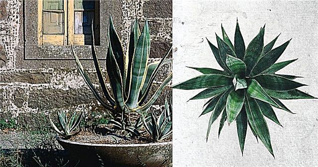 11 niesamowitych korzyści i zastosowań roślin agawy