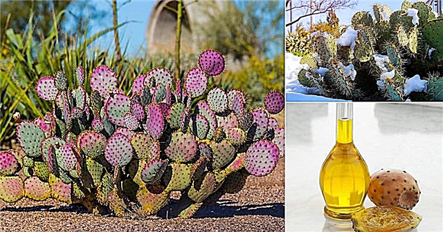 9 faits étonnants sur le cactus de figue de barbarie!