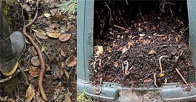 Що їдять дощові черви? Як дощові черв’яки допомагають ґрунту