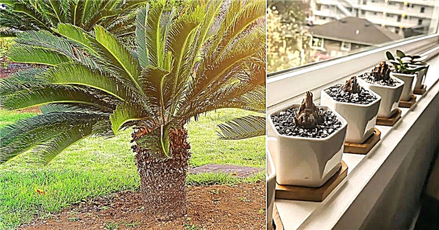 Hvordan dyrke Sago palmeunger | Fjerne Sago palmehvaler