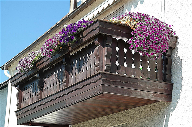 Avvio di un balcone giardino