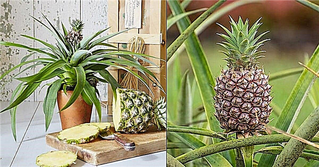 Ananāsu audzēšana telpās Vai ananāsi aug kokos