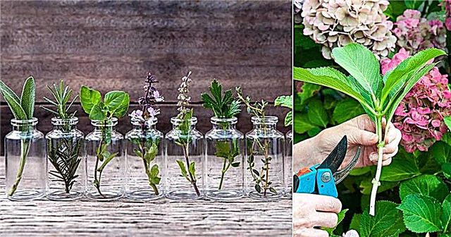 Comment faire pousser avec succès des plantes à partir de boutures »wiki utile Commencer les plantes à partir de boutures