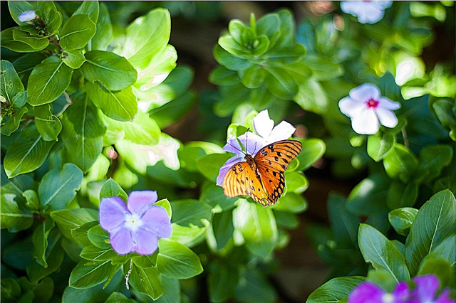 Květiny, které přitahují motýly a ptáky