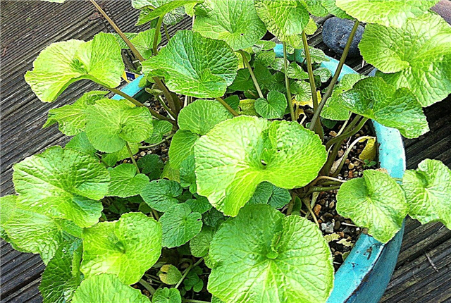 5 biljaka djelomične sjene koje možete uzgajati