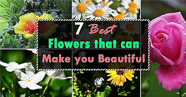 De 7 bästa blommorna som kan göra dig vackrare Blommor för hudvård