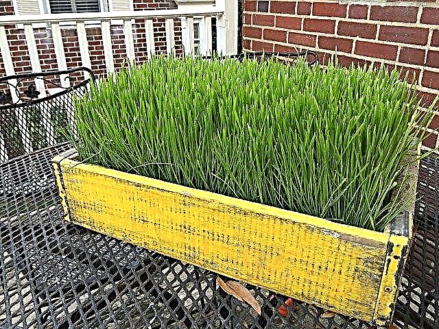 Wheatgrass: Cum să crească și de ce?