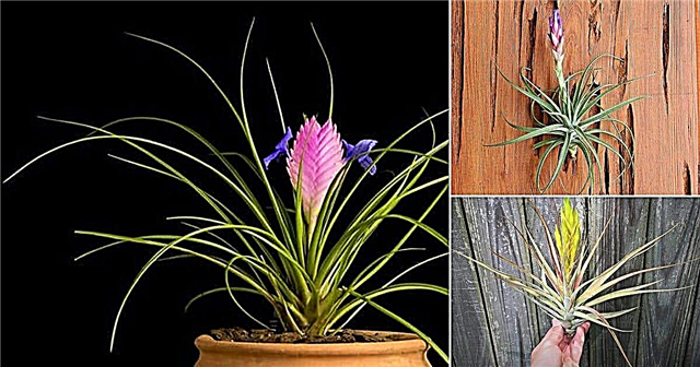 26 vrst zračnih rastlin, ki so najlepše | Najboljše sorte zračnih rastlin