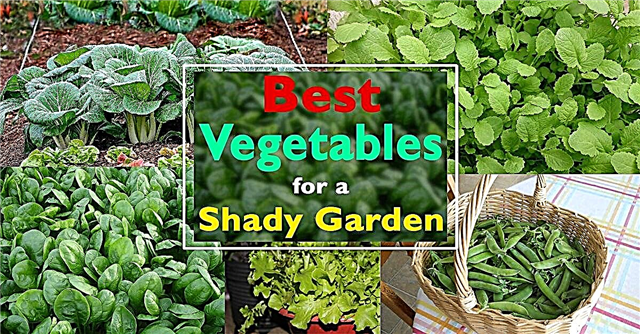 Beste grønnsaker for Shady Garden