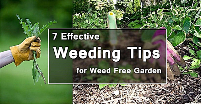 7 Αποτελεσματικές συμβουλές για το βοτάνισμα για έναν κήπο χωρίς ζιζάνια