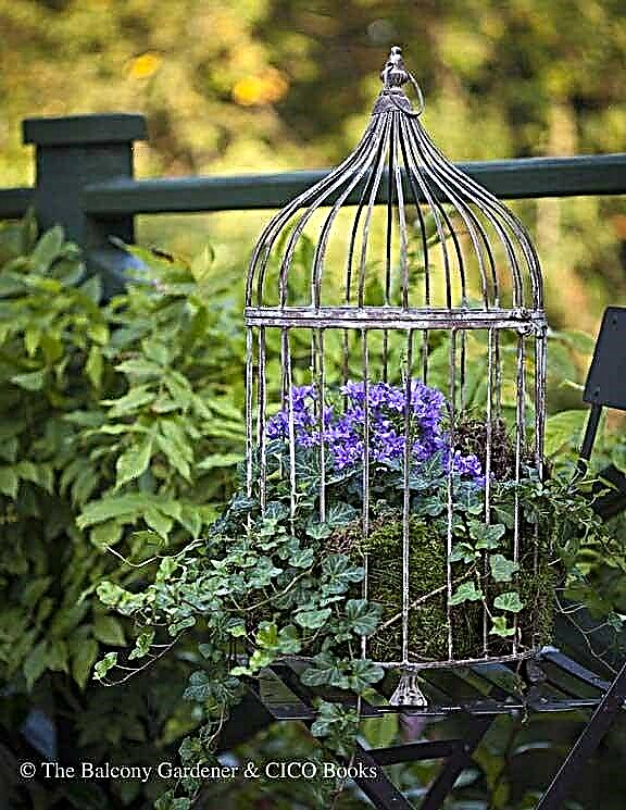 फूलों के साथ चिड़िया | बर्डकेज फ्लॉवर गार्डन कैसे बनाएं