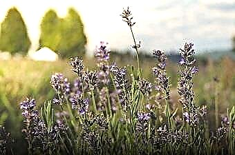Lavender Overwintering | Petua Pantas