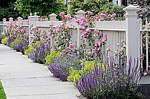Landschaftsbau mit Lavendel | 7 Ideen für die Gartengestaltung