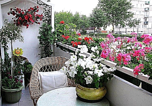 Meilleures fleurs pour balcon jardin
