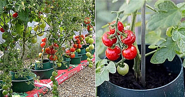 Kā vienkāršos soļos audzēt gredzenveida kultūras tomātus
