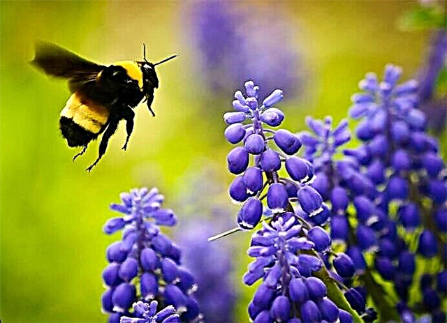 Bičių sodas | Žingsnis po žingsnio vadovas kviesti bites į sodą