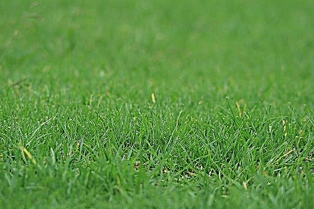 Тајна бујног зеленог травњака | Додавање стајњака