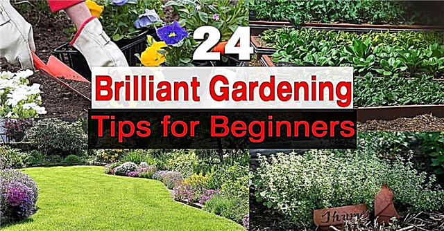 24 Vrtnarski nasveti za začetnike