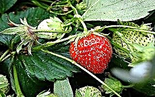 Wann man Erdbeeren pflanzt