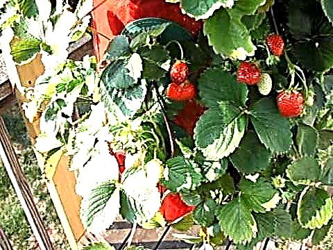거꾸로 성장하는 딸기