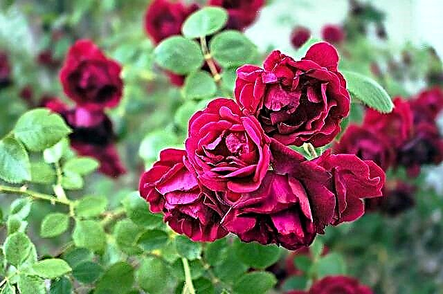 Kako skrbeti za vrtnice Nasveti za nego vrtnic