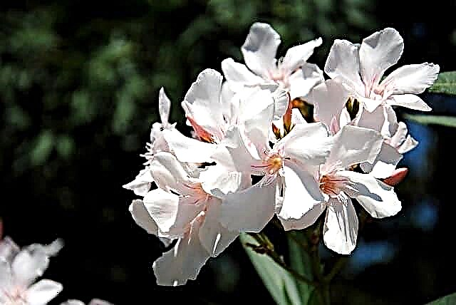 13 nuodingų paprastų gėlių Toksiškos gėlės