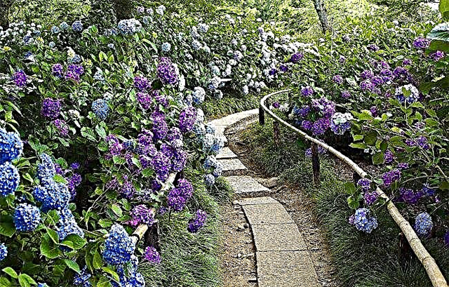 Aménagement paysager avec des hortensias | 15 idées de conception de jardin