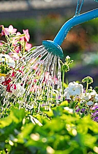 השקיה בגינה במרפסת | 8 טיפים חשובים