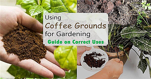 Uso de granos de café para jardinería | Guía de usos correctos