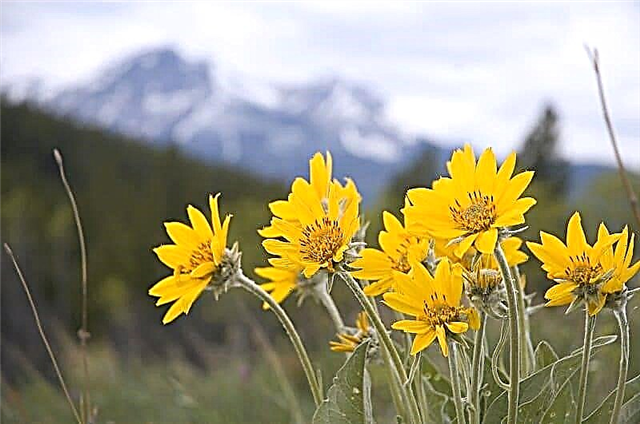 Cómo cultivar árnica montana »Wiki Ùtil Guía de crecimiento
